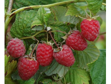 ������ ��������.jpg