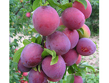 ����� �����.jpg