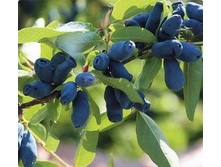 ��������� �������������.jpg