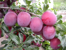 ����� ������ �������.jpg