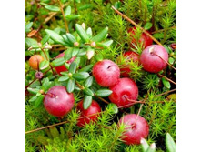 ������ �������.jpg