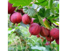 ��������� ����������������.jpg