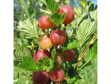 ��������� ��������.jpg