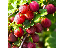 ��������� �����.jpg