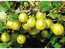 ��������� ������.jpg