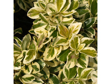 ��������� ������� ������������� ������� ����.jpg