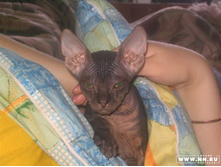 ����������� 004