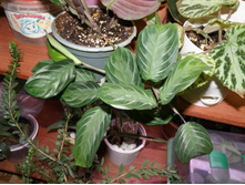 �������  �������� �����