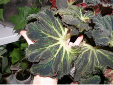 ������� �����