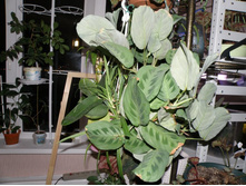 ������� ���������� 