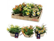 FF 62KCP ������������ ���������� �� ������������� ������