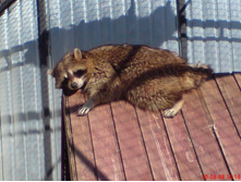 ���� (83).JPG