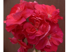 Bold Carminae (������)