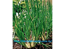 ��� ����� ��������  ����, ������� 22,20 ���..jpg