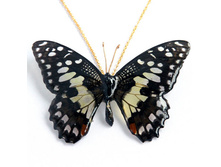 ����� �� ������� ������ (�� �������)  BF001Ach 1500�