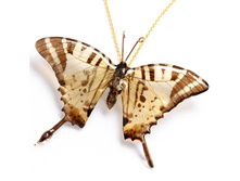 ����� �� ������� ������ (�� �������)  BF003Ach    1500 �