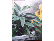 ������ �������������.jpg