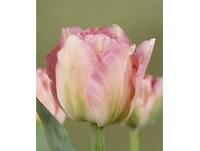 �������� ������