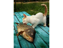 �� ����� ���.jpg