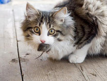 ��� �����.jpeg