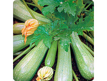 ������� ������� 5��. 15,60 ���..jpeg