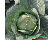 ������� �� ������� 19,95 ���..png