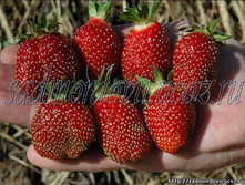 ��������� �������