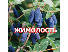 ��������� ���������