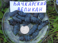 ��������� ���������� �������