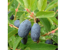 ��������� �����