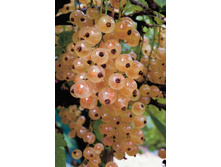 ��������� ����� �����