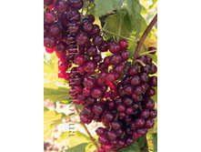 .��������� ������� ����