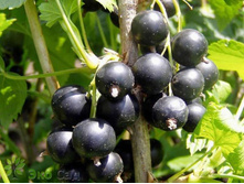 ��������� ޣ���� ��������