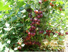 ��������� �������������