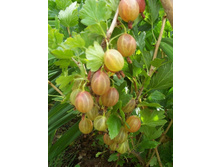 ��������� ������