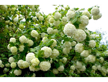 ������ ���������