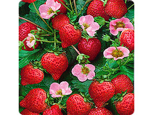 �������� �������� ���������� 16,80 ���..jpeg