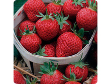 �������� ������ ������ �����������. 65,00 ���..jpeg