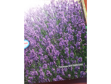 ������� ����������.jpg