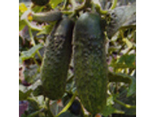 ������ ������ 42,00 ���..jpg