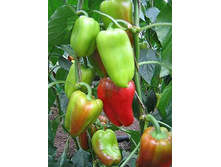 ����� ������ 16,50 ���..jpg