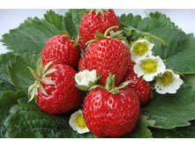 ��������� ������� ������ ( 5��) (�������, �������������, ���������) 189