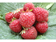 ��������� ������� ����� ������� ( 5��) (�������, ��������������, ���������) 189