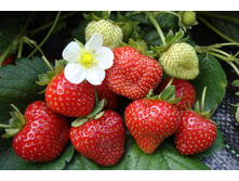 ��������� ������� ������� (5��) (������������, ���������������, �������������) 254