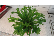 ��������� ���