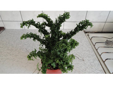 ���������� �����