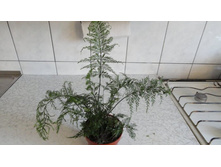 Asplenium daucifolium "Grob".