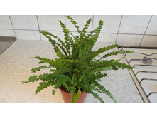 ���������� ����������