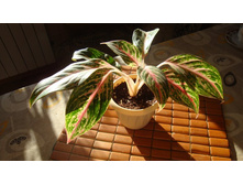 Batterfly(�������)