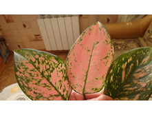 ��������� ���������.JPG